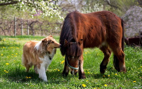 Collie near to a horse