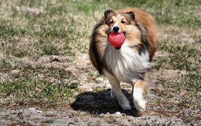 Collie playing with ball