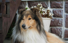 Collie with beautiful hairstyle