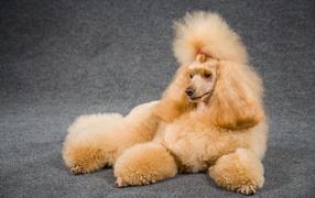 Combed poodle is