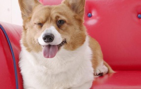 Собака вельш-корги подмигивает