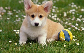 Corgi puppy velsh ball