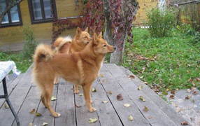 Пара карело-финских лаек