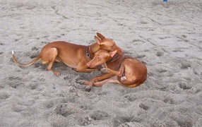 Пара фараоновых собак