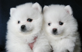 Couple Spitz puppies