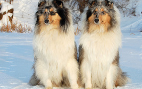 Пара колли на снегу