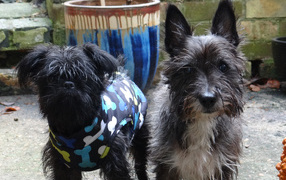 Пара собак аффенпинчеров