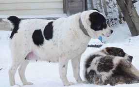 Пара алабаев на снегу