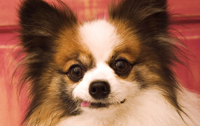 Сумасшедшие глаза у шпица