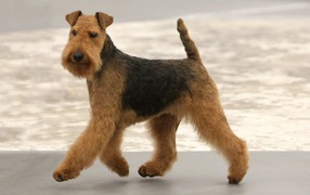 Cute Airedale for a walk