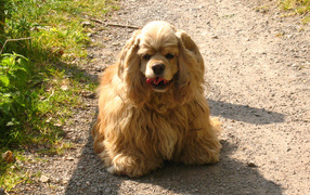 Милый американский кокер спаниель на дорожке