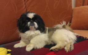 Cute Pekingese on the couch