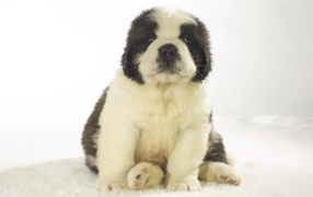 Cute Puppy Saint Bernard