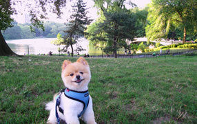 Cute Spitz at the lake