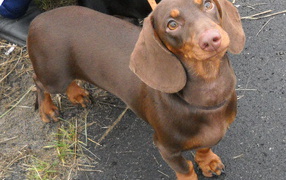Cute brown dachshund