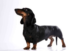 Милая собака такса