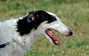 Милая борзая собака