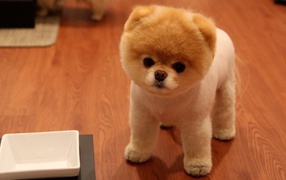 Милая собака