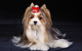 Милашка бивер йорк