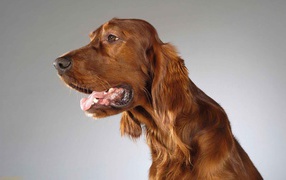 Милашка английский кокер спаниель