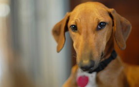 Милашка собака азавак