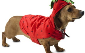 Dachshund in a Christmas outfit