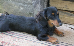 Такса лежит на подстилке