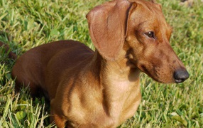 Такса на лугу