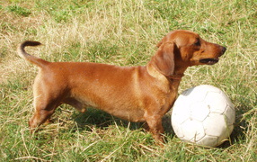 Dachshund playing football