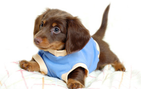 Dachshund puppy in a blue jumpsuit