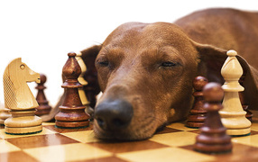 Dachshund sleeps of chess