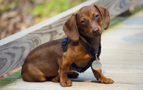 Dachshund with a medal