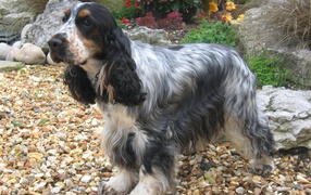 Темный окрас английского кокер спаниеля