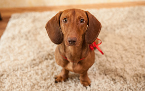 Провинившаяся такса на ковре