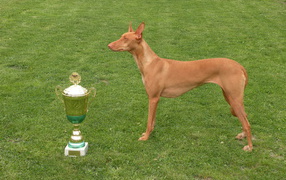 Заслуженная награда фараоновой собаки