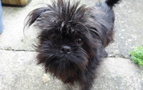 Преданный взгляд аффенпинчера