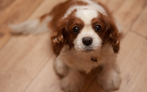 Преданный взгляд кавалер кинг чарльз спаниеля