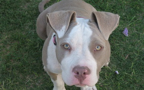 Преданный взгляд американского стаффордширского терьера