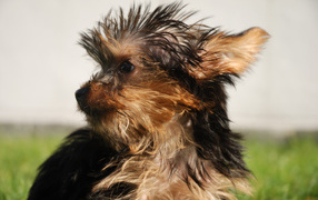 Взлохмаченный йоркширский терьер