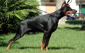 Доберман на поводке