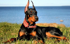 Доберман на побережье
