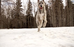 Собака ирландский волкодав в лесу