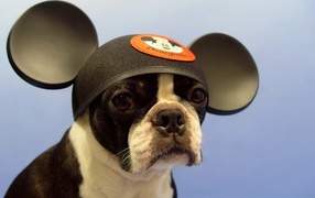 Собака Микки Маус