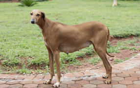 Собака девочка азавак