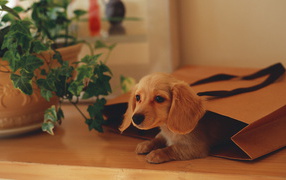 Собака в подарочной сумке