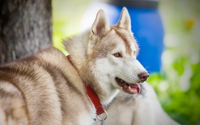 Собака в красном ошейнике