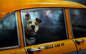 Cобака в такси