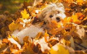 Собака в осенних листьях