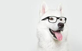 Dog in glasses