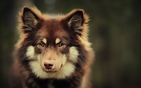 Собака в ожидании